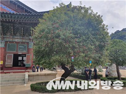 적광전을 정면에서 바라봤을 때 좌측에 있는 산사나무. (사진=전기복 기자)