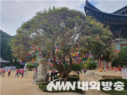 적광전을 정면에서 바라봤을 때 우측에 있는 산사나무. (사진=전기복 기자)