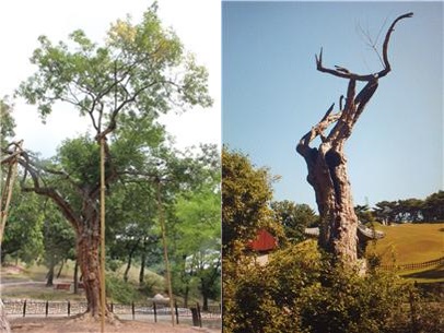 2012년 영휘원 산사나무(왼쪽)와 천년기념물에서 지정 해제된 이후인 2018년 영휘원 산사나무 고사목. (사진=전기복 기자)