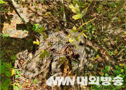 영휘원 산사나무의 그루터기. (사진=전기복 기자)
