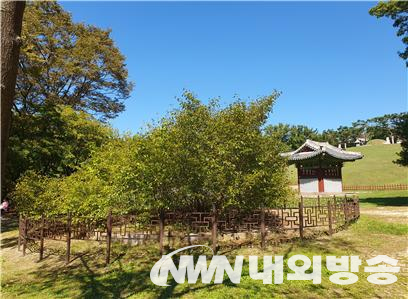 영휘원 산사나무 그루터기 주변의 자손목. (사진=전기복 기자)