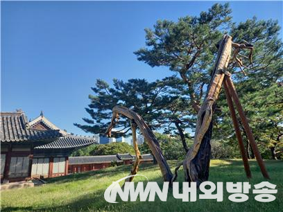 창경궁에 있는 주목 고사목으로 18세기 초에 심어진 것으로 추정되는 나무다. 2023년 고사하였으나 역사적 가치가 인정되어 방부처리 과정을 거쳐 현 모습으로 서 있다. 마치 예술작품을 보는 것 같다. 영휘원 고사목도 이처럼 방부 처리하여 보존하였으면 하는 아쉬움이 든다. (사진=전기복 기자)