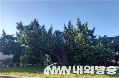 창덕궁 천년기념물 향나무. (사진=전기복 기자)