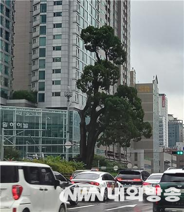 대법원 정문에서 바라본 향나무 전경. (사진=전기복 기자)