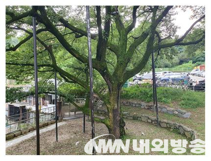 서울 관악구 신림동 굴참나무. (사진=전기복 기자)