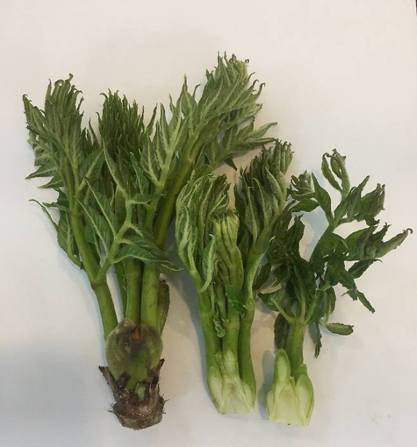 참두릅. (사진=농촌진흥청)