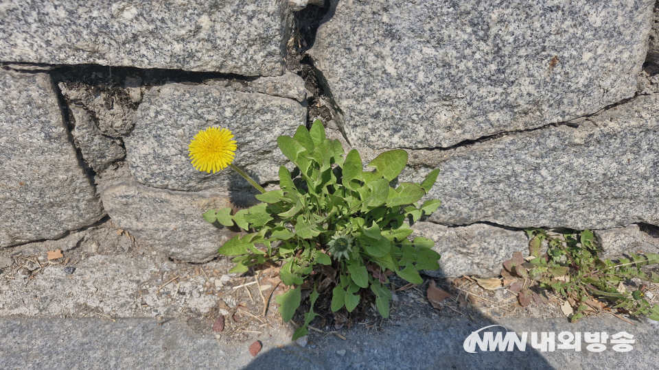 민들레. (사진=임동현 기자)