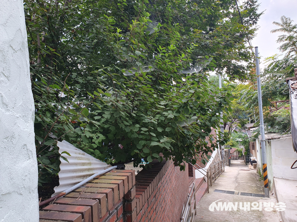 좌측 전면 붉은 벽돌 담장 위로 자란 앵두나무 방향에서 심우장 대문 쪽을 바라본 모습, 골목 좌측 끝머리에 심우장 대문이 흐릿하게 보인다. (사진=전기복 기자)
